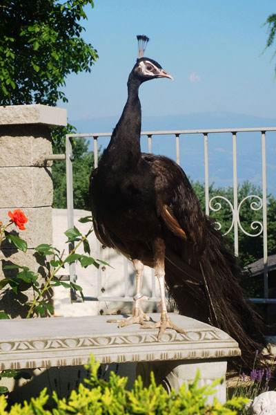 Charcoal Schwarzflügel Pfau / Charcoal black shoulder peafowl